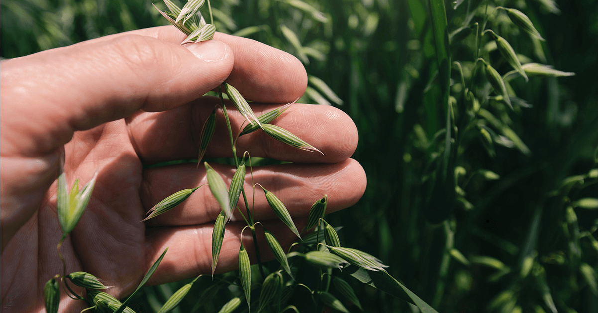 Beste Bio-Qualität.