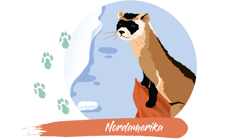 article-nordamerika.png