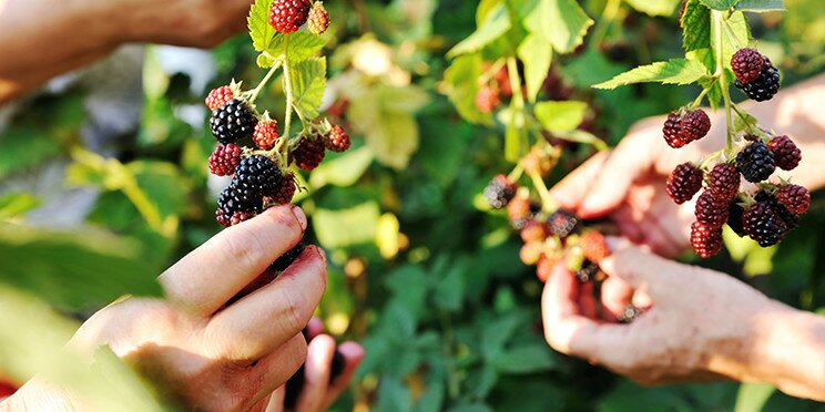 Ernte der Brombeere